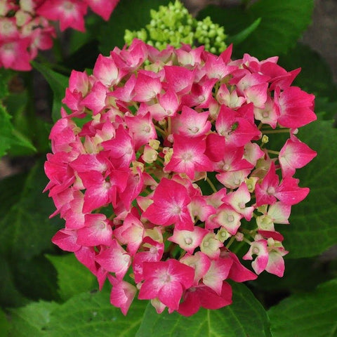 Hortensia 'Leuchtfeuer'