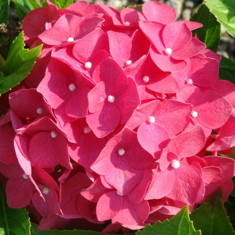Hortensia 'Leuchtfeuer'