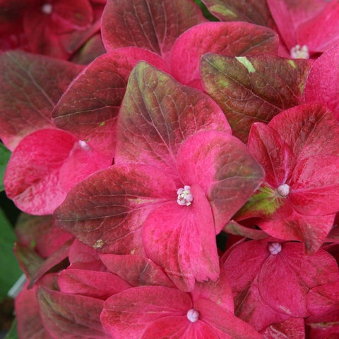 Hortensia 'Green shadow'