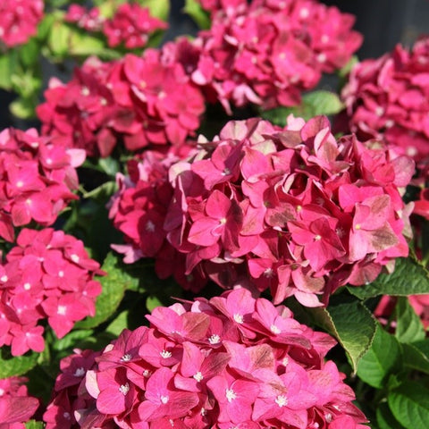 Hortensia 'Green shadow'