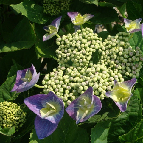 Hortensia 'Blaumeise'