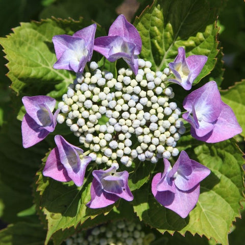 Hortensia 'Blaumeise'