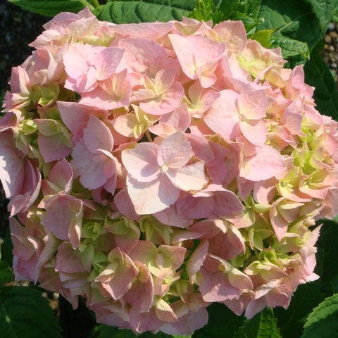Hortensia 'Bouquet rose'