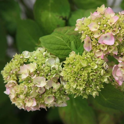 Hortensia 'Bouquet rose'