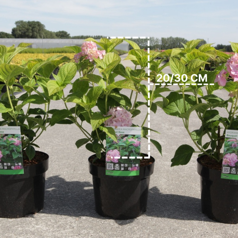 Hortensia 'Bouquet rose'