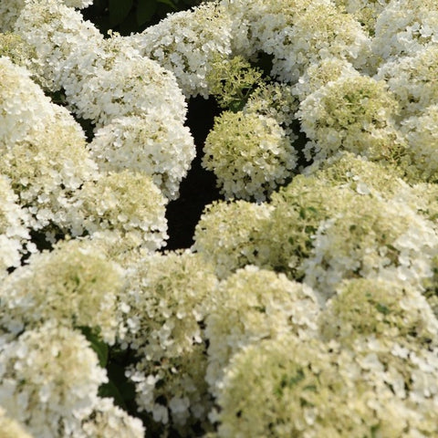 Hortensia paniculé 'Bobo'