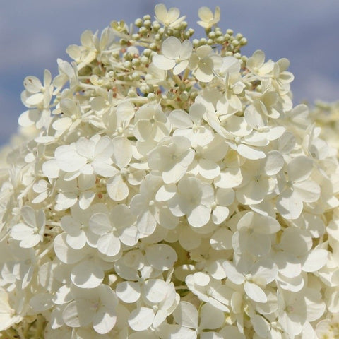 Hortensia paniculé 'Bobo'