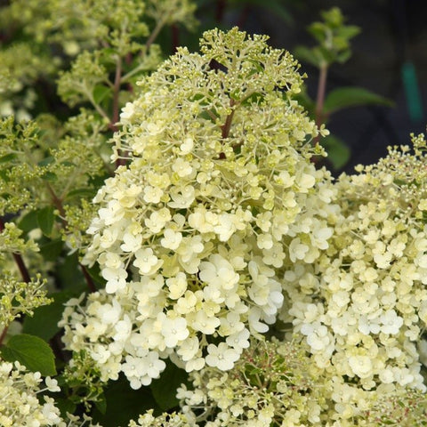 Hortensia paniculé 'Bobo'