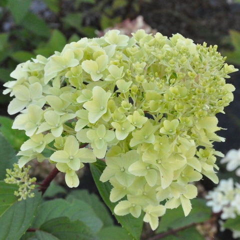 Hortensia paniculé 'diamantino'