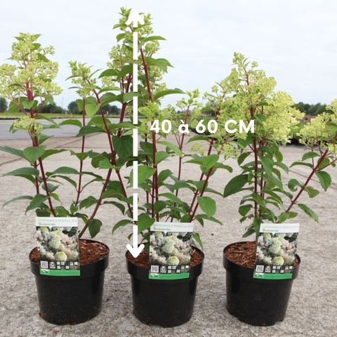 Hortensia paniculé 'diamantino'