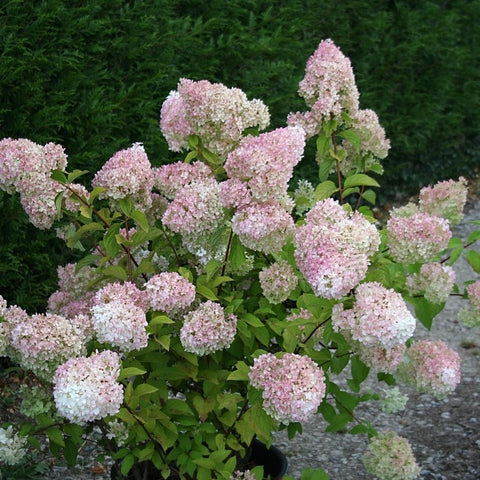 Hortensia paniculé 'diamantino'