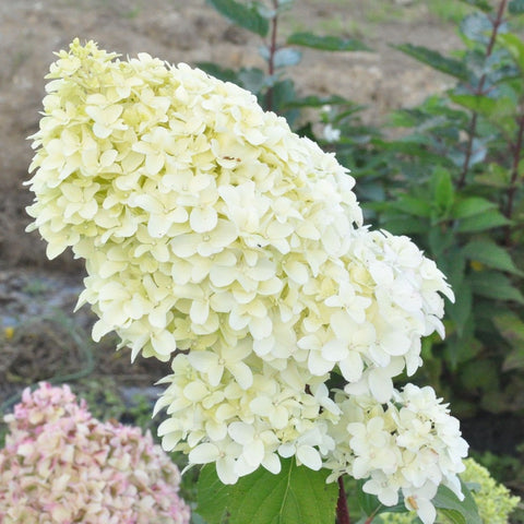 Hortensia paniculé 'diamantino'