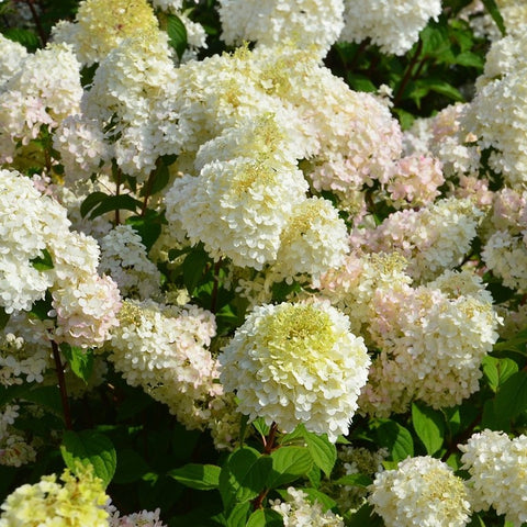 Hortensia paniculé 'diamantino'