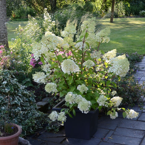 Hortensia paniculé 'diamantino'