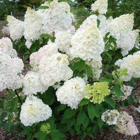 Hortensia paniculé 'diamantino'