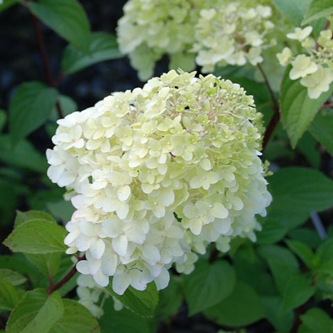 Hortensia paniculé 'diamantino'