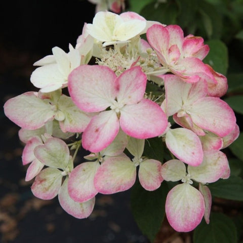 Hortensia paniculé 'diamant rouge'