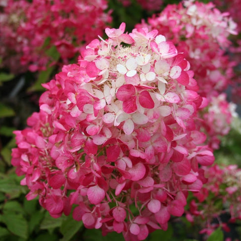 Hortensia paniculé 'diamant rouge'