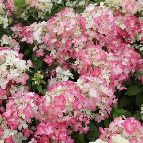 Hortensia paniculé 'diamant rouge'