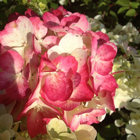 Hortensia paniculé 'diamant rouge'