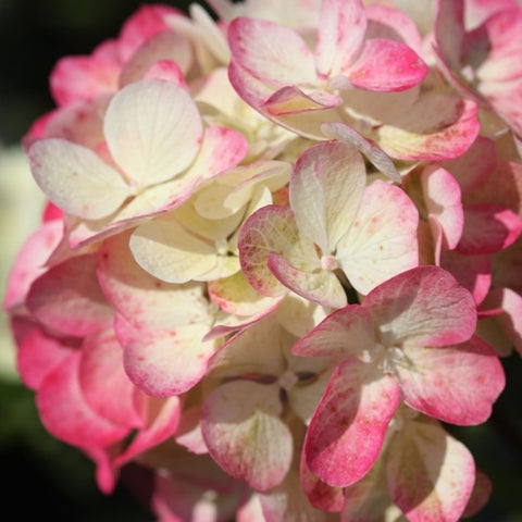 Hortensia paniculé 'diamant rouge'