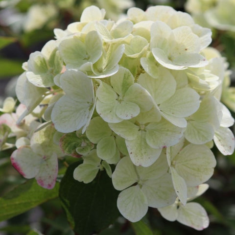 Hortensia paniculé 'diamant rouge'
