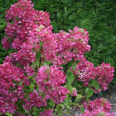 Hortensia paniculé 'diamant rouge'