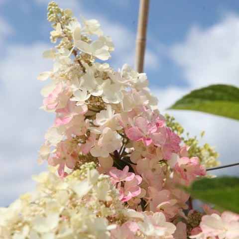 Hortensia paniculé 'Pinky winky'