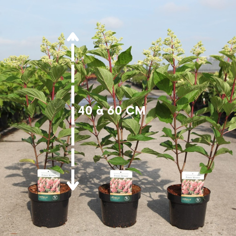 Hortensia paniculé 'Pinky winky'