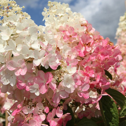 Hortensia paniculé 'Pinky winky'