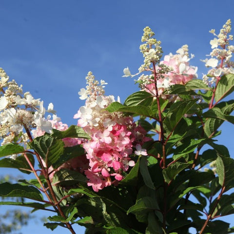 Hortensia paniculé 'Pinky winky'