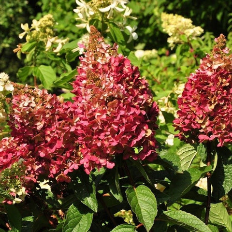 Hortensia paniculé 'Pinky winky'