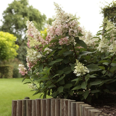 Hortensia paniculé 'Pinky winky'