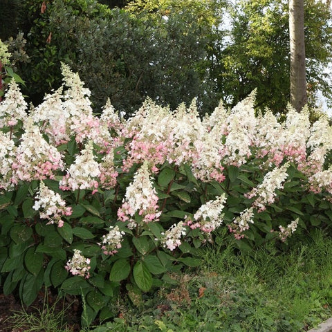 Hortensia paniculé 'Pinky winky'