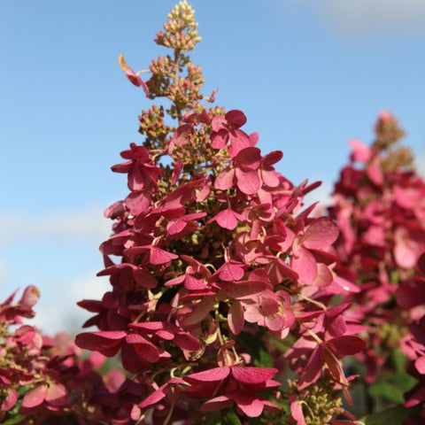 Hortensia paniculé 'Pinky winky'