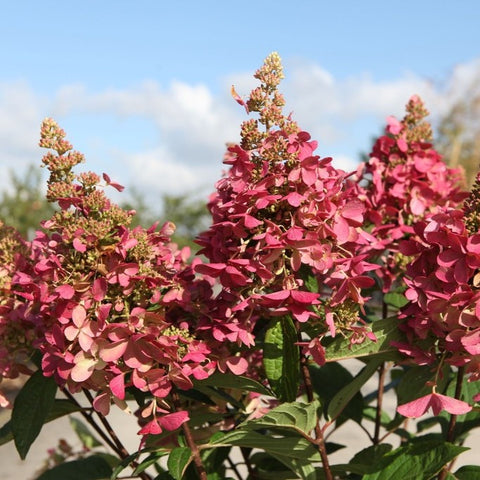 Hortensia paniculé 'Pinky winky'