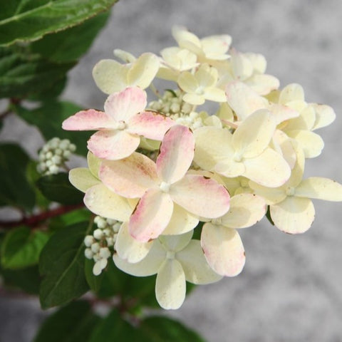 Hortensia paniculé 'polestar'