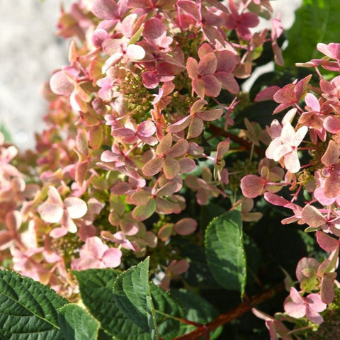 Hortensia paniculé 'polestar'