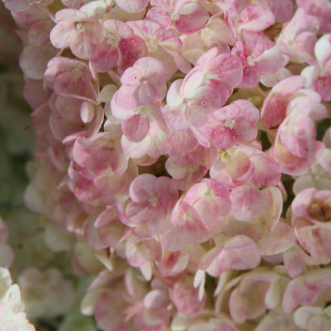 Hydrangea paniculata 'Sundae Fraise' - Hortensia