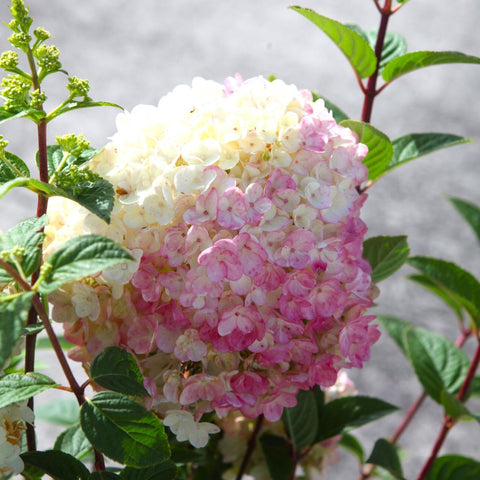 Hydrangea paniculata 'Sundae Fraise' - Hortensia