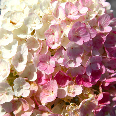 Hydrangea paniculata 'Sundae Fraise' - Hortensia