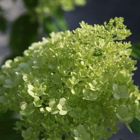 Hortensia paniculé 'Limelight'