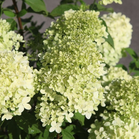 Hortensia paniculé 'Limelight'