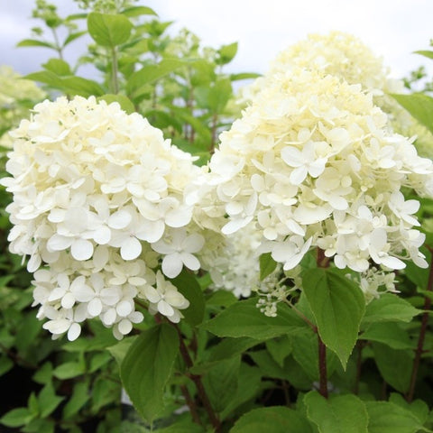 Hortensia paniculé 'Limelight'