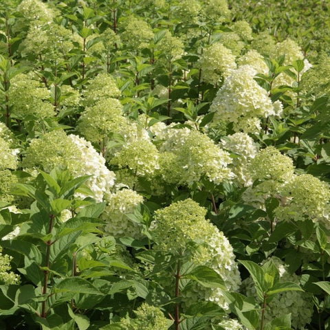 Hortensia paniculé 'Limelight'