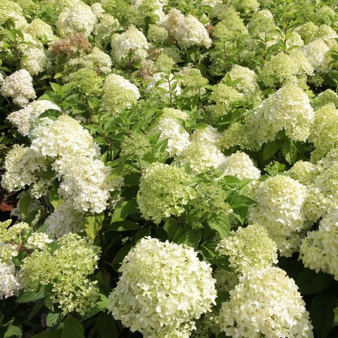 Hortensia paniculé 'Limelight'