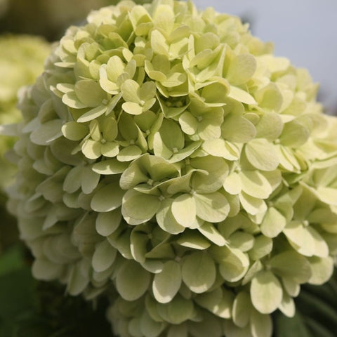 Hortensia paniculé 'Limelight'