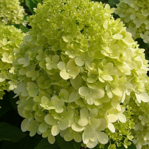 Hortensia paniculé 'Limelight'