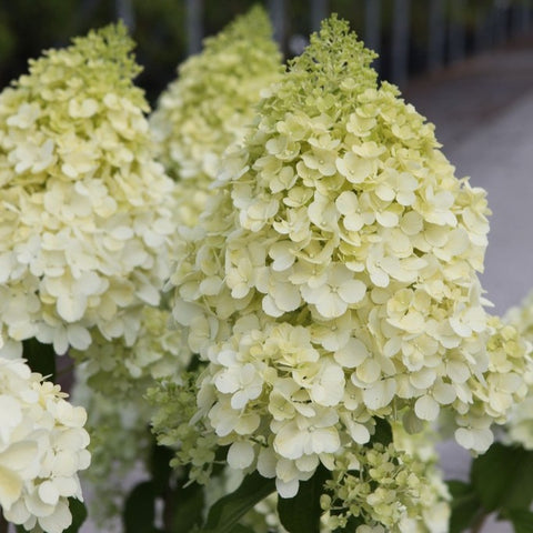 Hortensia paniculé 'Polar bear'
