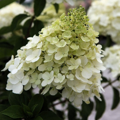 Hortensia paniculé 'Polar bear'